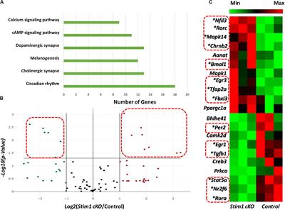 Calcium Sets the Clock in Ameloblasts